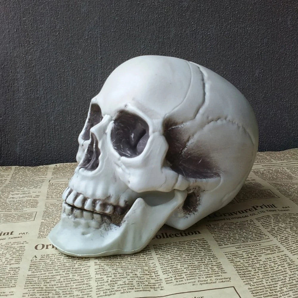 Realistic plastic skull Halloween decoration prop