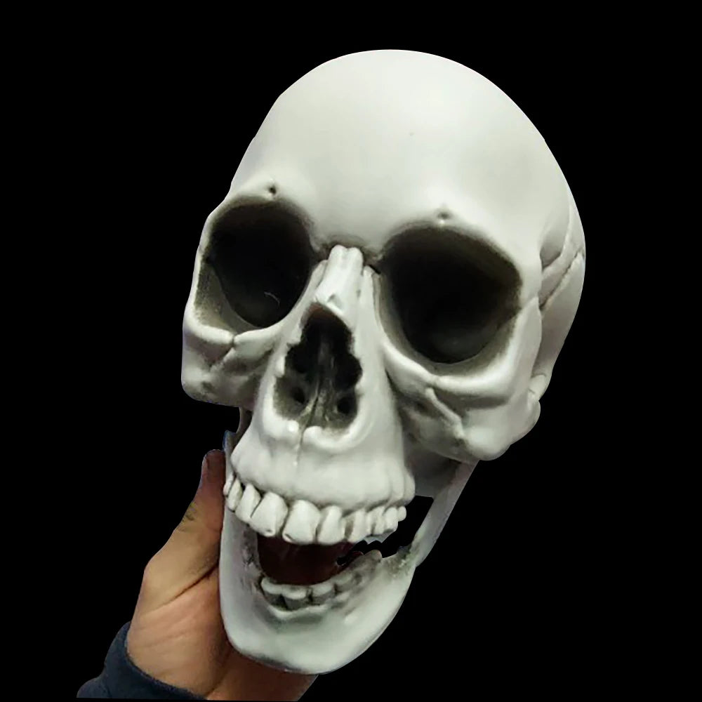 Realistic Halloween Skull Decoration — Indoor & Outdoor Prop