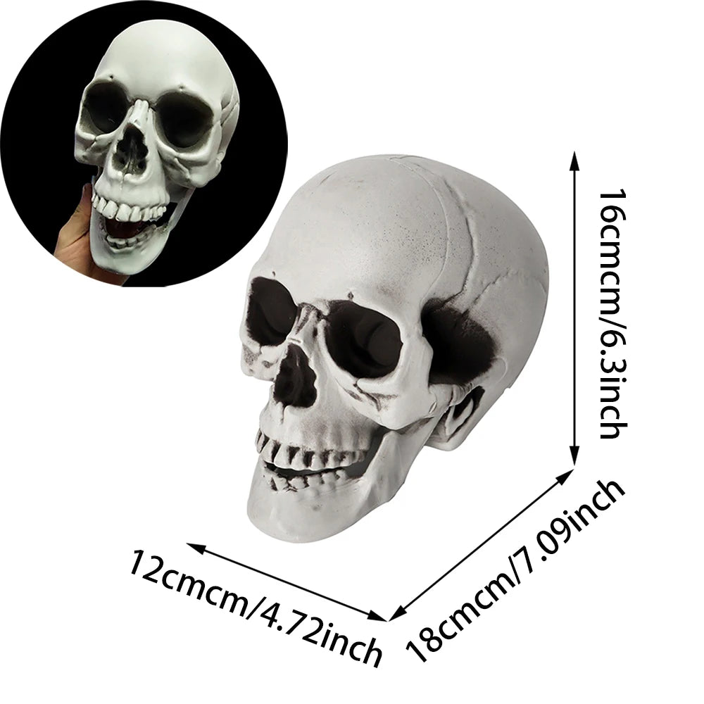 Realistic Halloween Skull Decoration — Indoor & Outdoor Prop